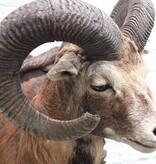 Decoratieve opgezette KOP MOEFLON RAM op bewerkt houten schild