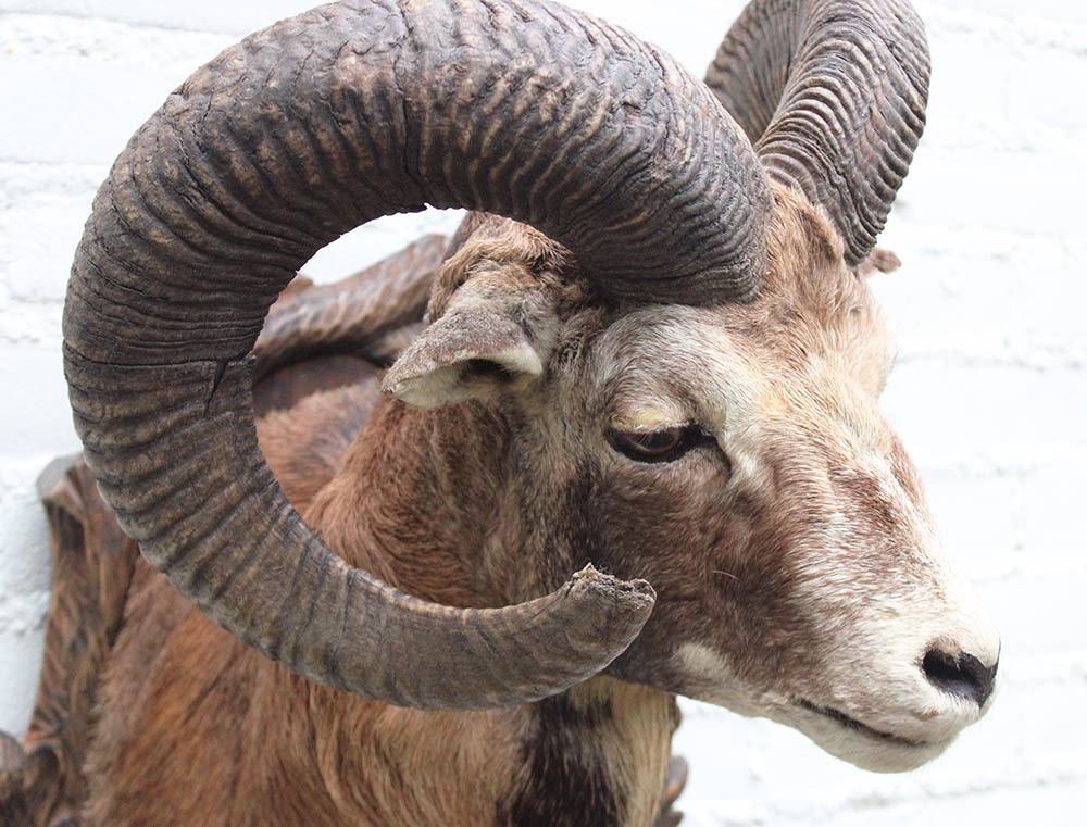Decoratieve opgezette KOP MOEFLON RAM op bewerkt houten schild