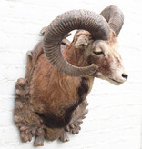 Decoratieve opgezette KOP MOEFLON RAM op bewerkt houten schild