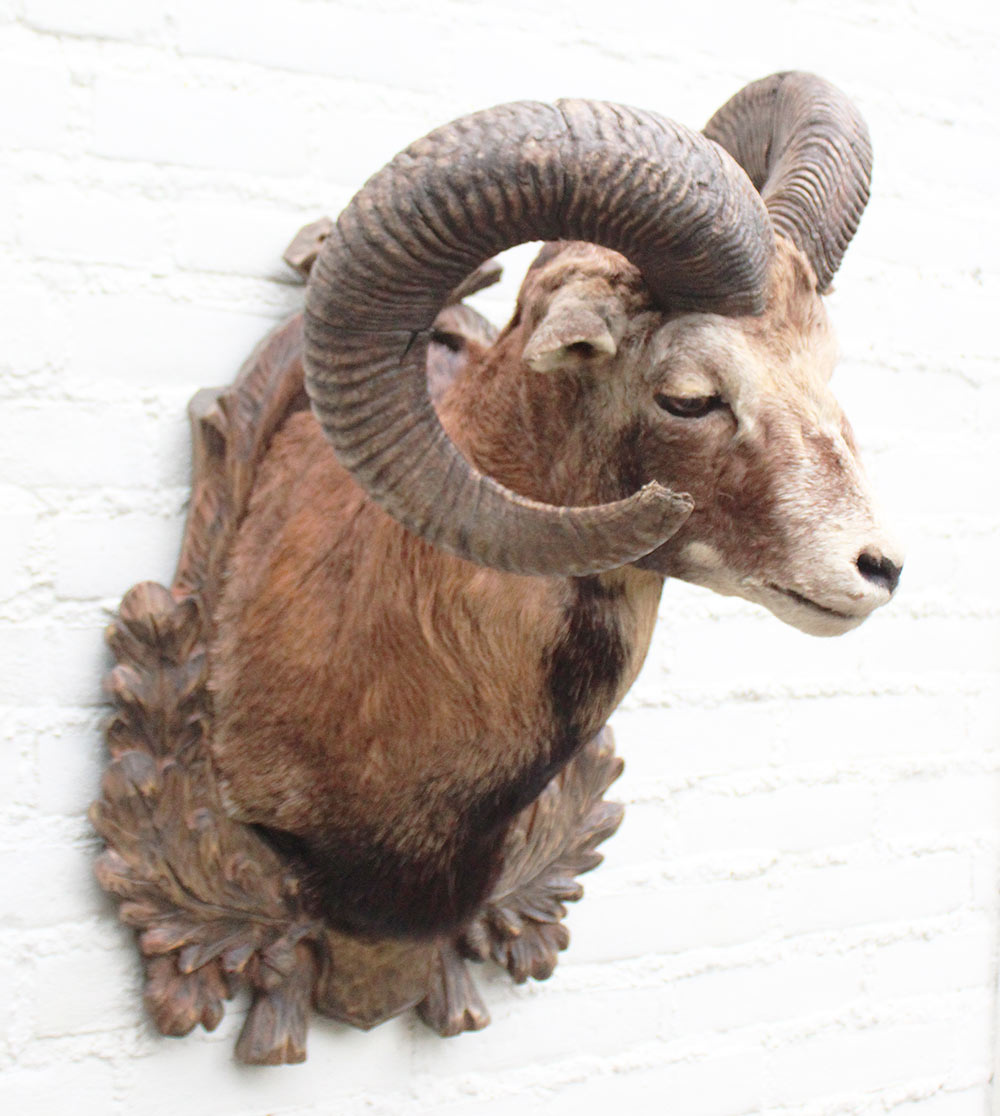 Decoratieve opgezette KOP MOEFLON RAM op bewerkt houten schild