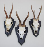 3 x groot REE GEWEI op houten schild
