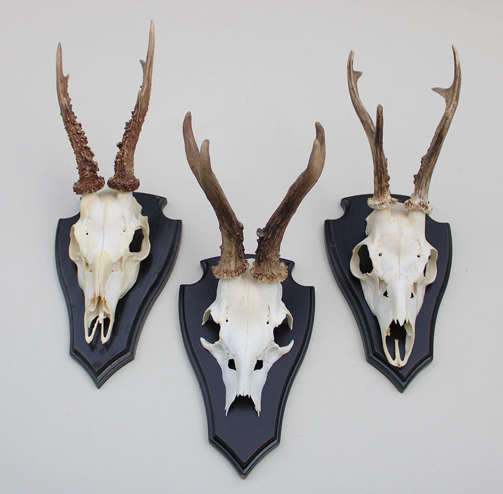 3 x groot REE GEWEI op houten schild