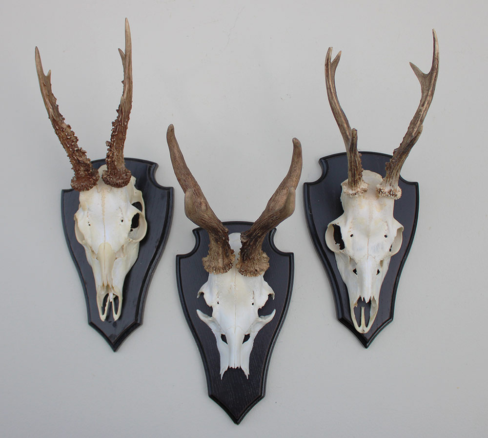 3 x groot REE GEWEI op houten schild