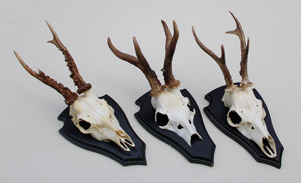 3 x groot REE GEWEI op houten schild