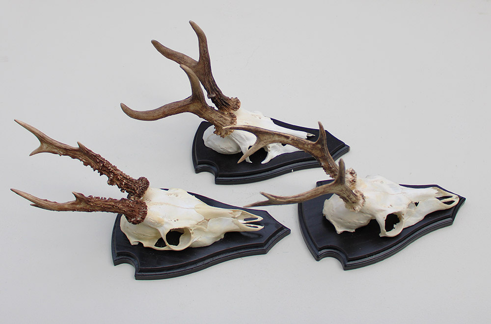 3 x groot REE GEWEI op houten schild
