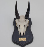 Schedel MOUNTAIN REEDBUCK op zwart houten schild