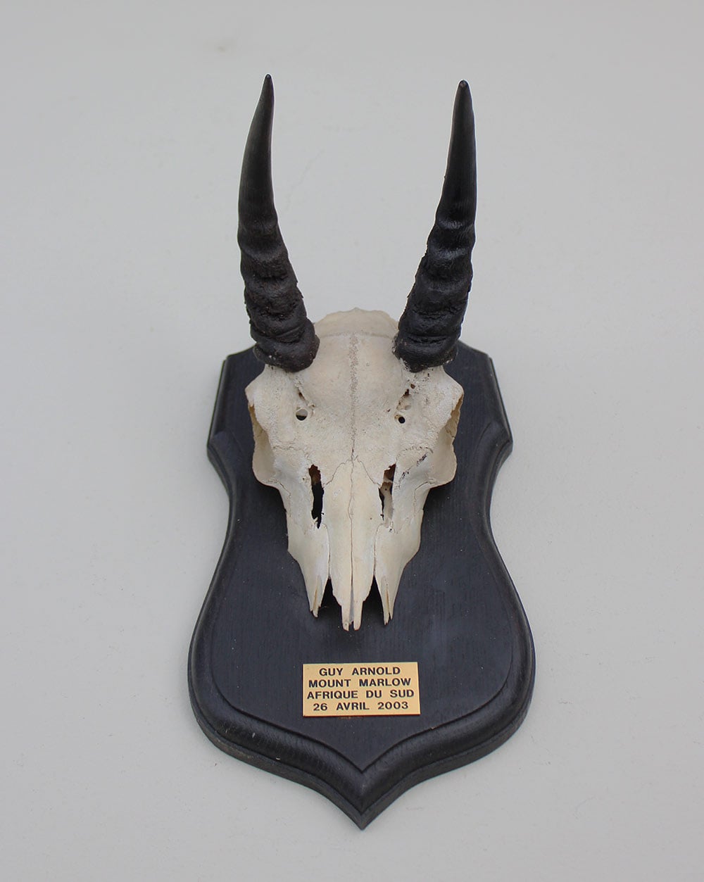 Schedel MOUNTAIN REEDBUCK op zwart houten schild