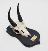 Schedel MOUNTAIN REEDBUCK op zwart houten schild