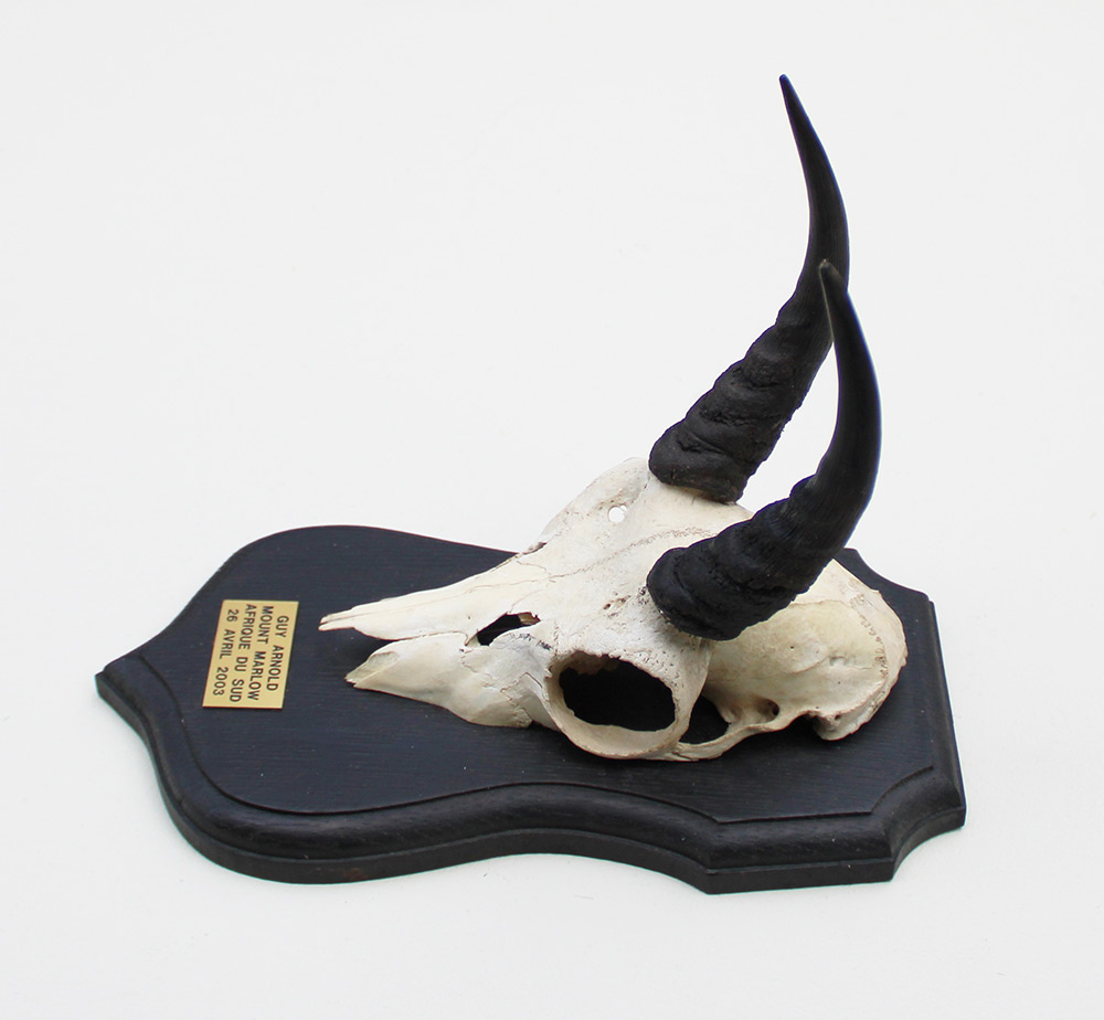 Schedel MOUNTAIN REEDBUCK op zwart houten schild