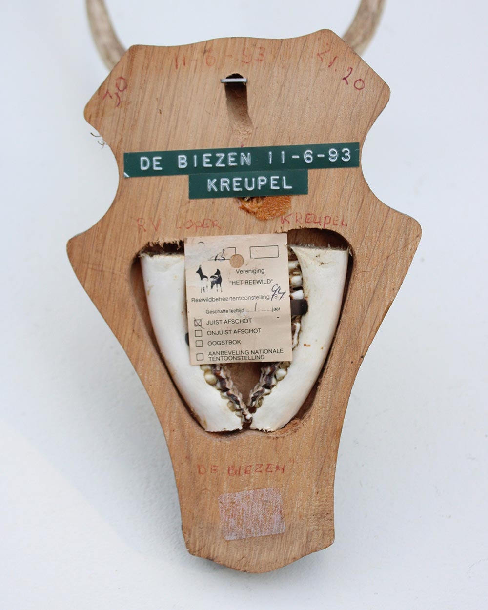 3 x groot REE GEWEI op houten schild - met kaakdeeltjes