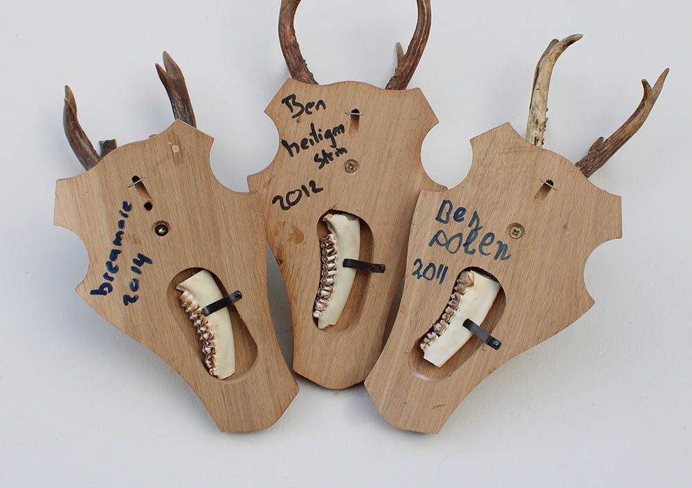 3 x REE GEWEI op licht houten schild - met kaakdeeltjes