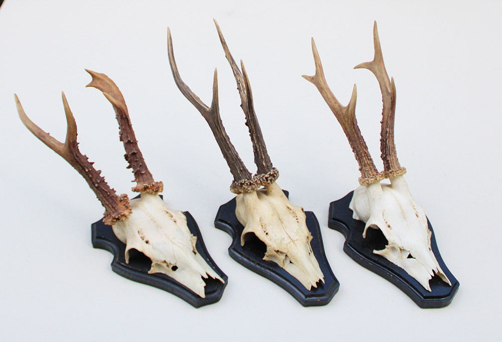 3 x  groot REE GEWEI op houten schild -  set C