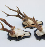 3 x  groot REE GEWEI op houten schild -  set C