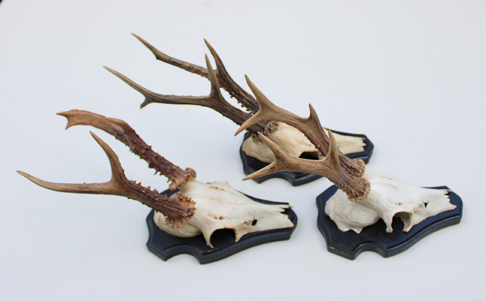 3 x  groot REE GEWEI op houten schild -  set C
