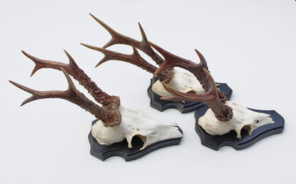 3 x ZESENDER REE GEWEI op houten schild  - met kaakdeeltjes