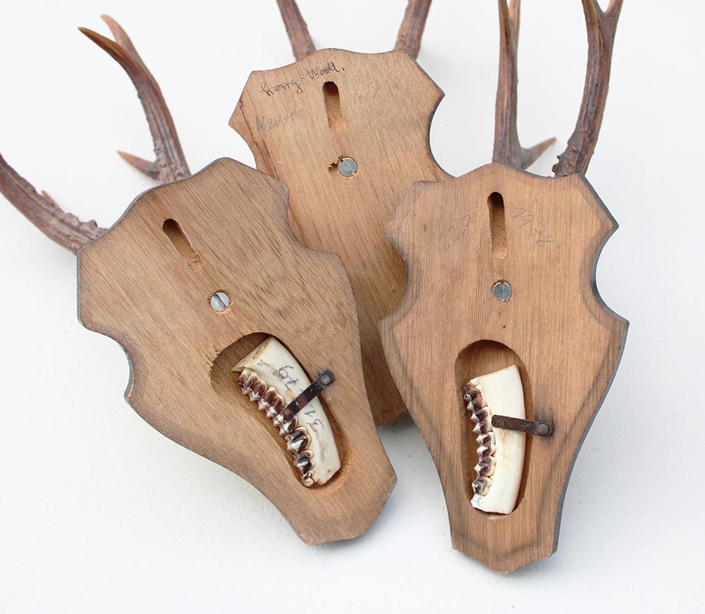 3 x ZESENDER REE GEWEI op houten schild  - met kaakdeeltjes