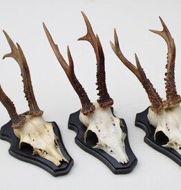 3 x groot zesender REE GEWEI op houten schild -  set Y
