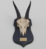 Schedel MOUNTAIN REEDBUCK op zwart houten schild