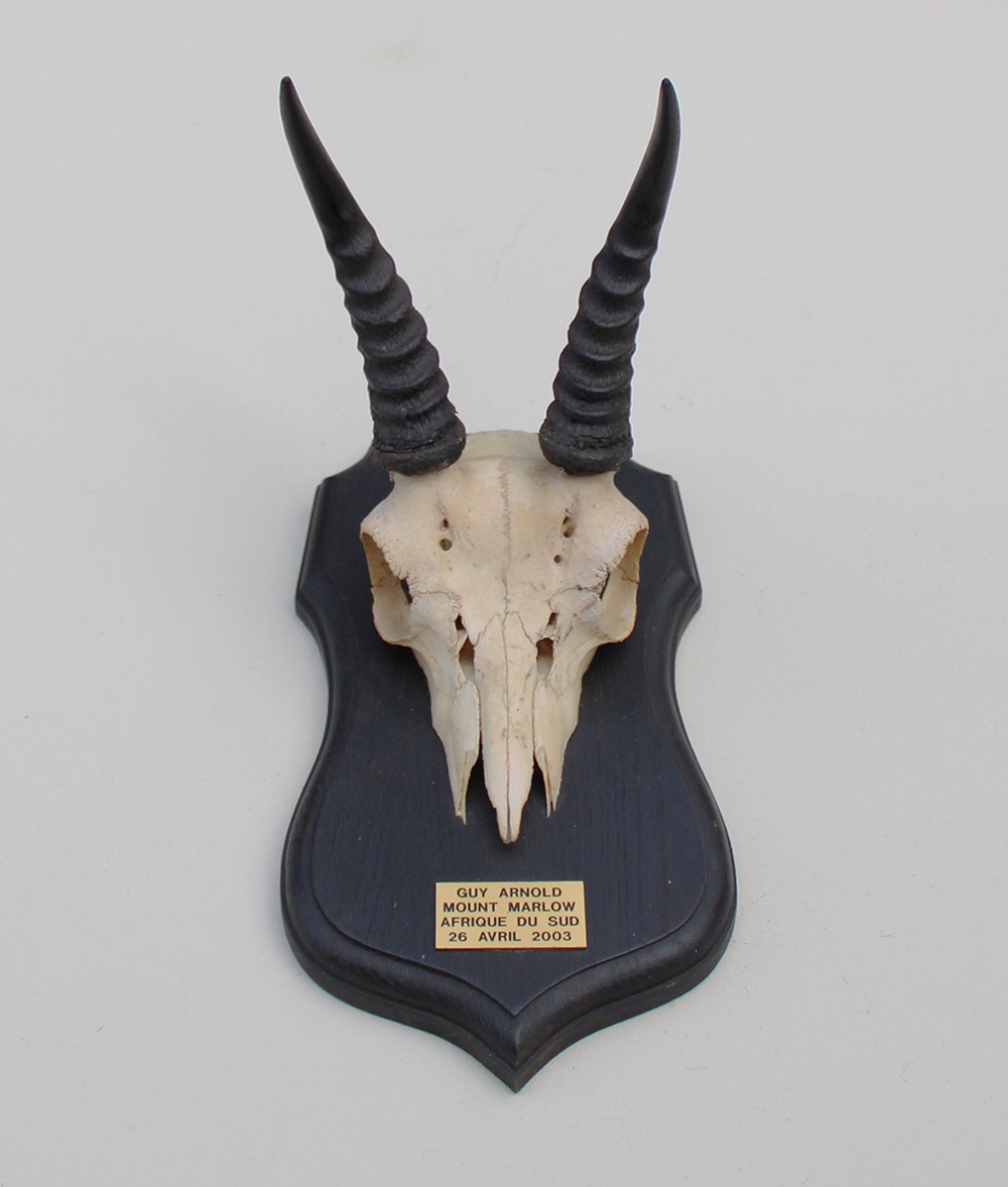 Schedel MOUNTAIN REEDBUCK op zwart houten schild