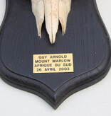 Schedel MOUNTAIN REEDBUCK op zwart houten schild