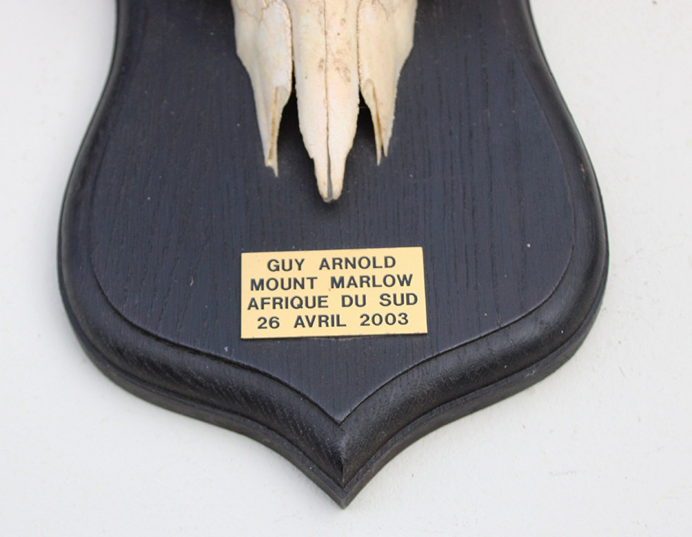 Schedel MOUNTAIN REEDBUCK op zwart houten schild
