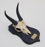 Schedel MOUNTAIN REEDBUCK op zwart houten schild