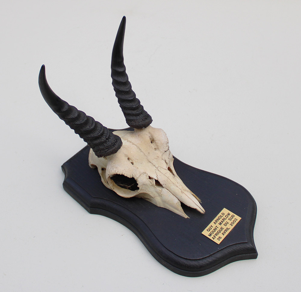 Schedel MOUNTAIN REEDBUCK op zwart houten schild