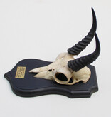 Schedel MOUNTAIN REEDBUCK op zwart houten schild