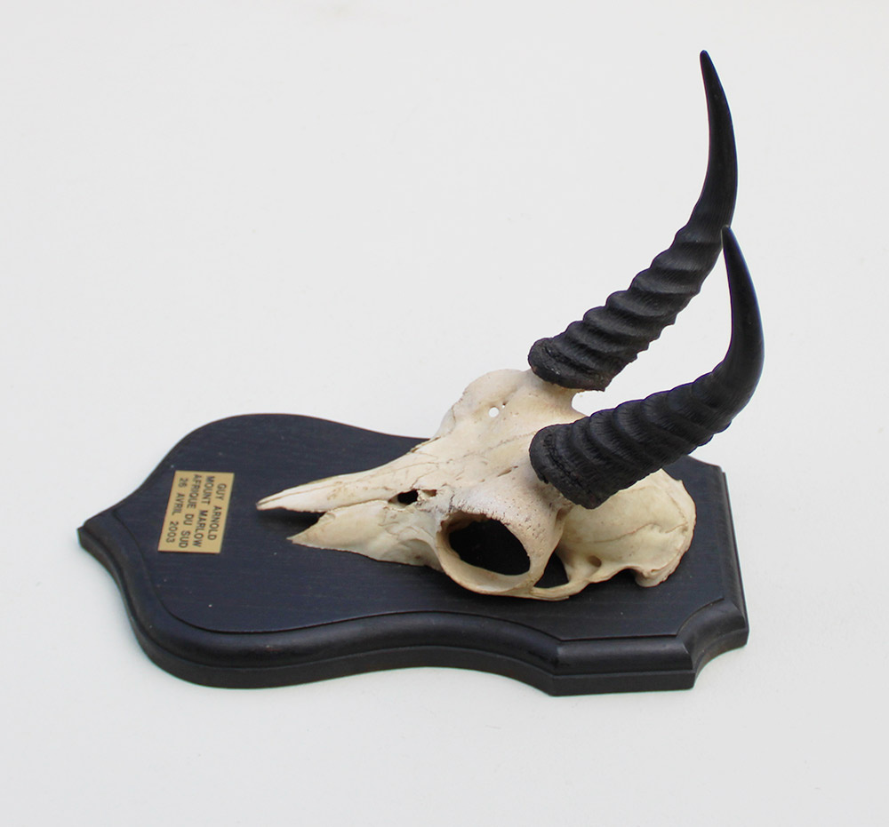 Schedel MOUNTAIN REEDBUCK op zwart houten schild