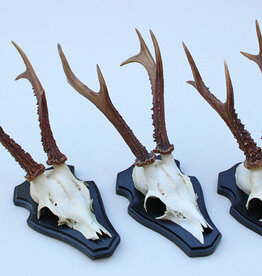 3 x groot zesender REE GEWEI op houten schild -  set G