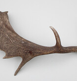 Grote DAMHERT GEWEI STANG - ± 1,5 kg - 70 cm