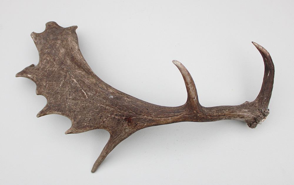 Grote DAMHERT GEWEI STANG - ± 1,5 kg - 70 cm
