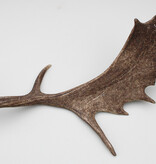 Grote DAMHERT GEWEI STANG - ± 1,5 kg - 70 cm
