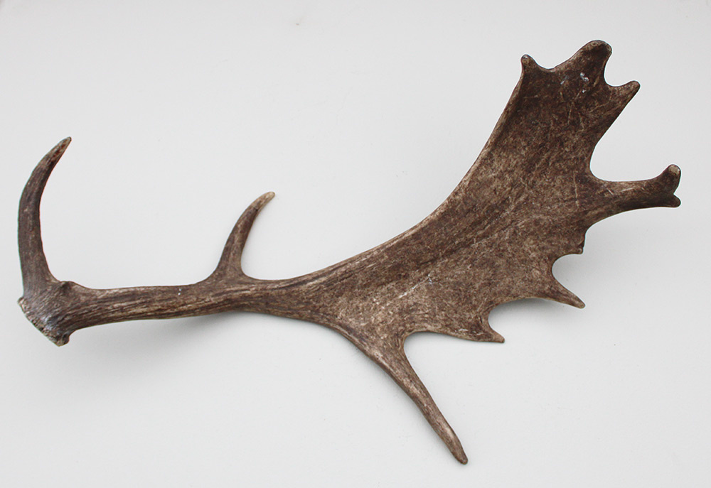 Grote DAMHERT GEWEI STANG - ± 1,5 kg - 70 cm
