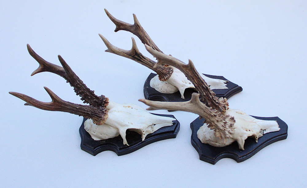 3 x zesender REE GEWEI op houten schild