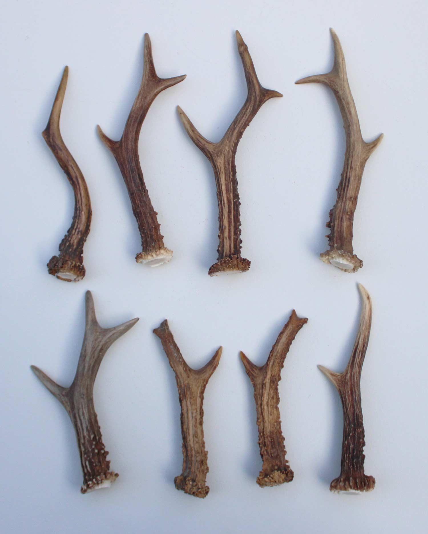 8 stangetjes REE GEWEI 14-19 cm