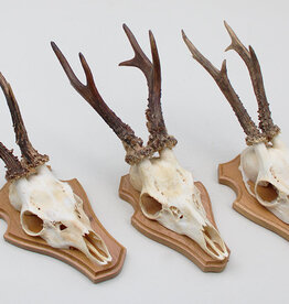 3 x groot zesender REE GEWEI op houten schild -  set A