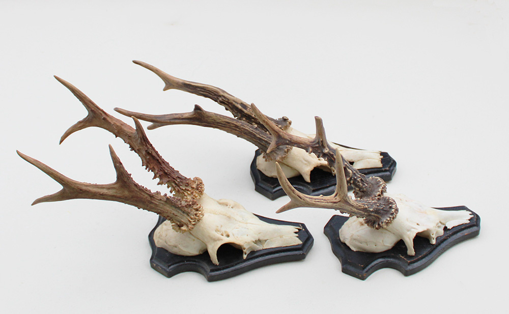 3 x groot REE GEWEI op houten schild - met kaakdeeltjes