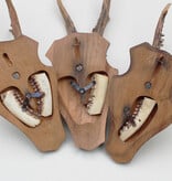 3 x groot REE GEWEI op houten schild - met kaakdeeltjes