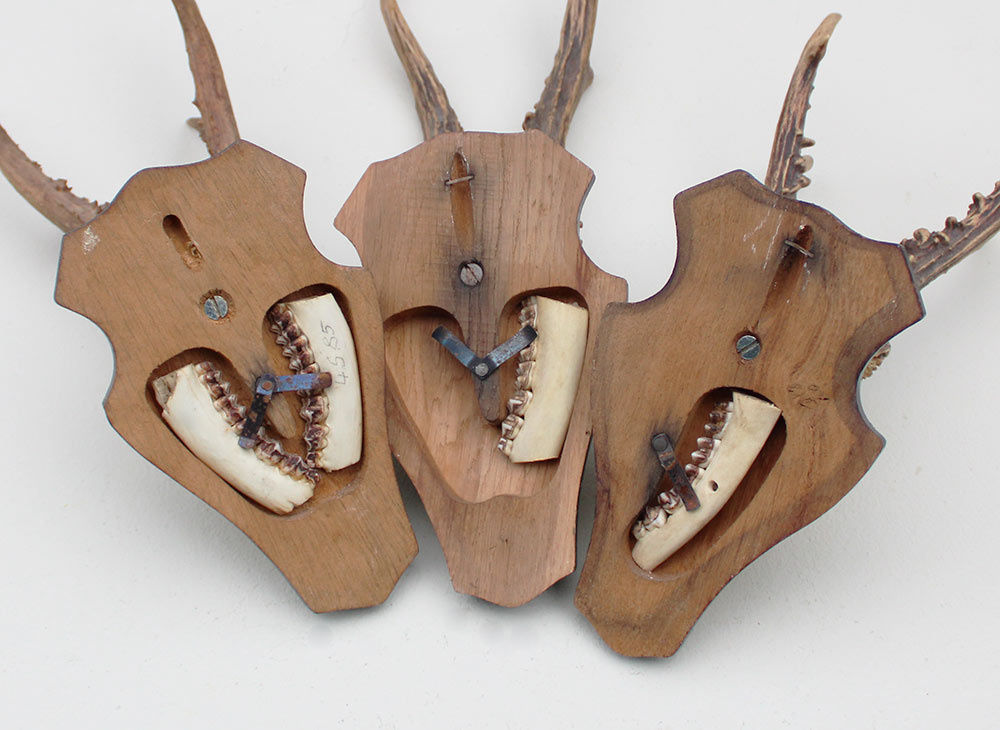 3 x groot REE GEWEI op houten schild - met kaakdeeltjes