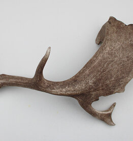Grote DAMHERT GEWEI STANG - ± 1,6 kg - 62 cm  - ref.  i