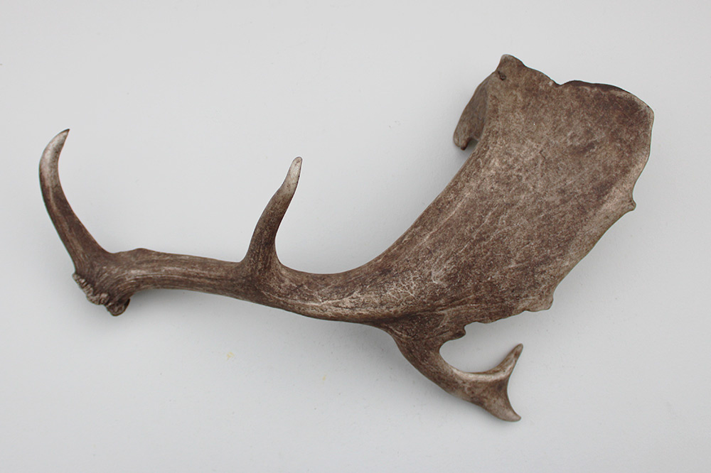 Grote DAMHERT GEWEI STANG - ± 1,6 kg - 62 cm