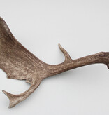 Grote DAMHERT GEWEI STANG - ± 1,6 kg - 62 cm