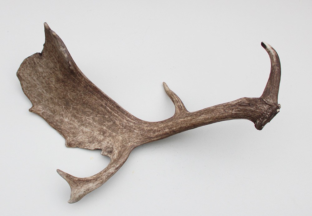 Grote DAMHERT GEWEI STANG - ± 1,6 kg - 62 cm