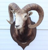 Grote opgezette KOP MOEFLON RAM op houten schild