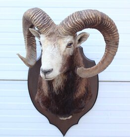 Grote opgezette KOP MOEFLON RAM - ref. C