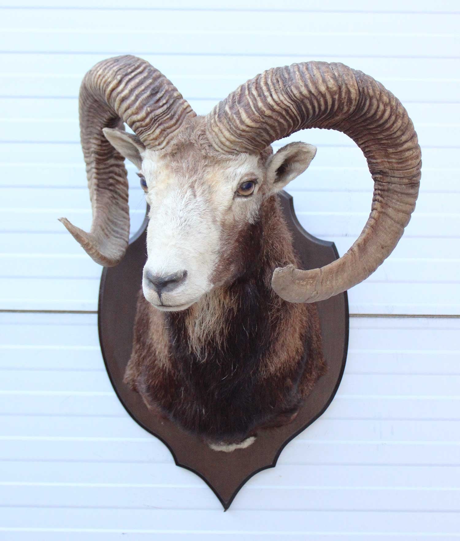 Grote opgezette KOP MOEFLON RAM op houten schild