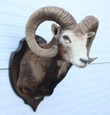 Grote opgezette KOP MOEFLON RAM op houten schild