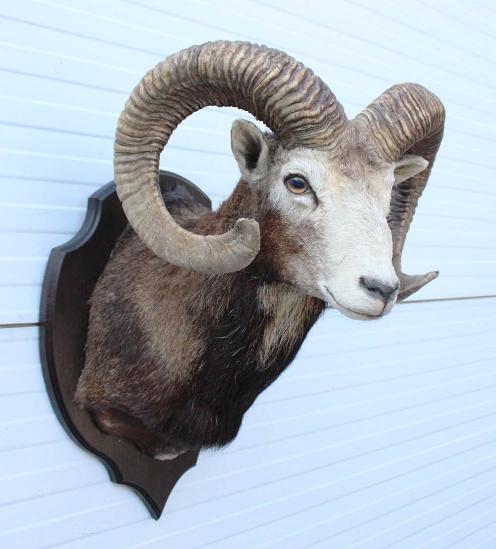 Grote opgezette KOP MOEFLON RAM op houten schild
