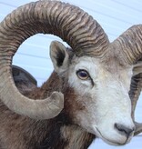 Grote opgezette KOP MOEFLON RAM op houten schild